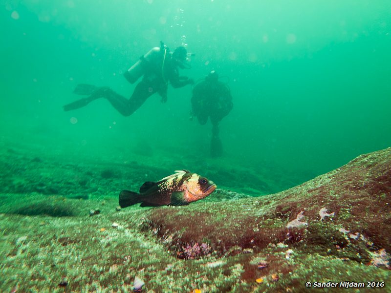 Quillback rockfish (Sebastes maliger), , Norris Rocks, Hornby Island, BC, Canada